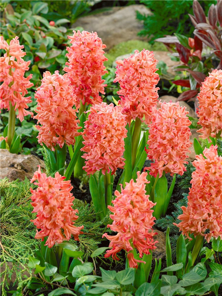 Hyacinthus Gipsy Queen