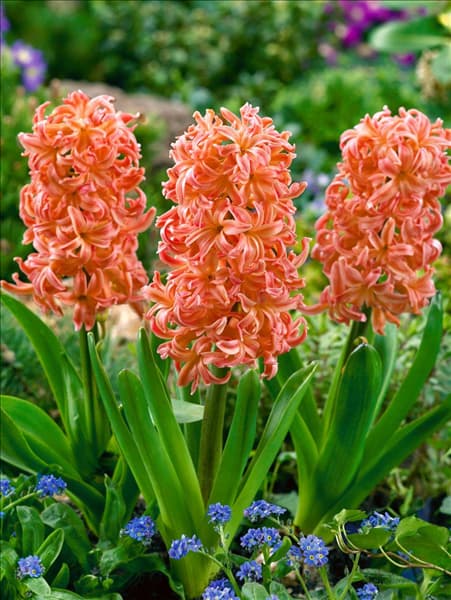 Hyacinthus orientalis Gipsy Queen