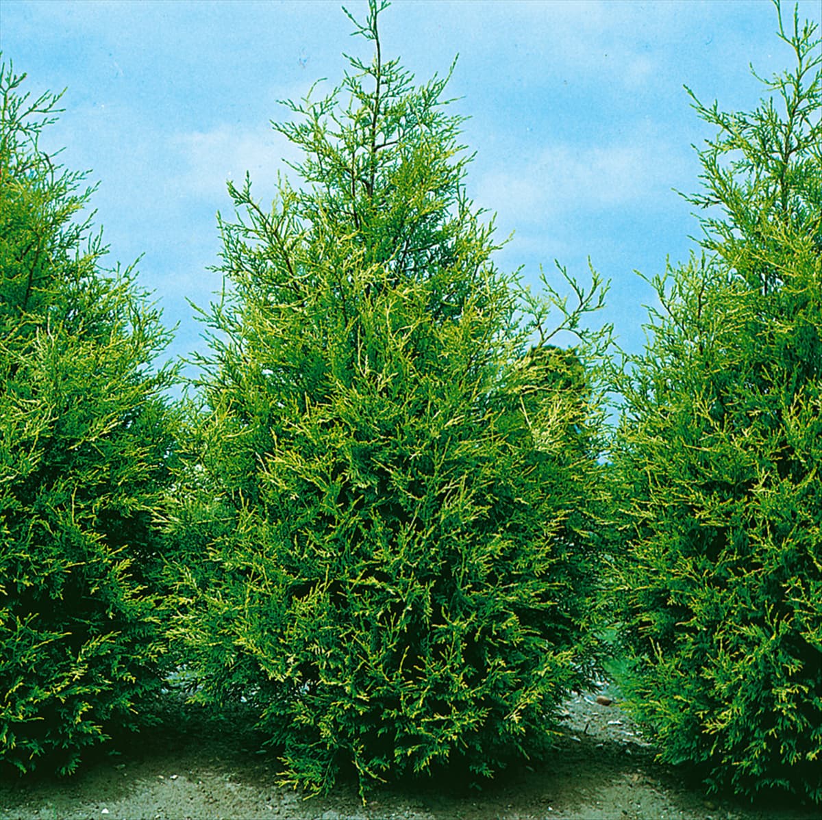 X Cuprocyparis leylandii