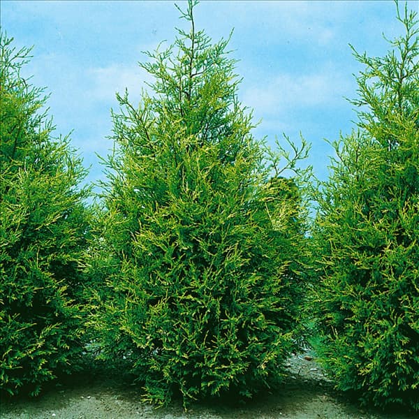 Cupressocyparis leylandii 'Green Spire'