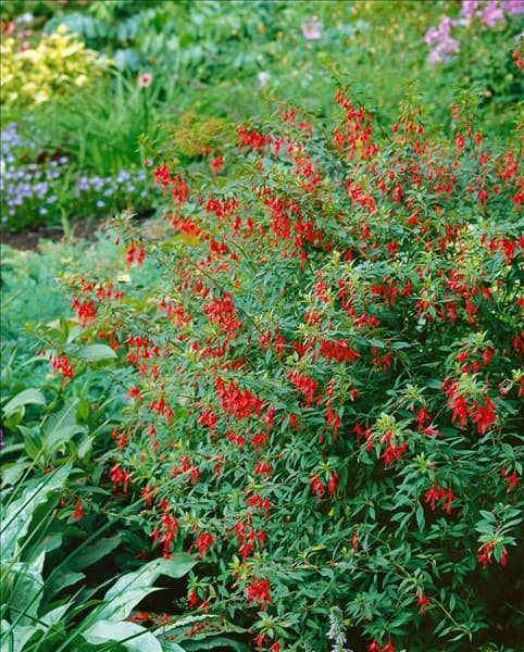 Fuchsia rmagellanica red