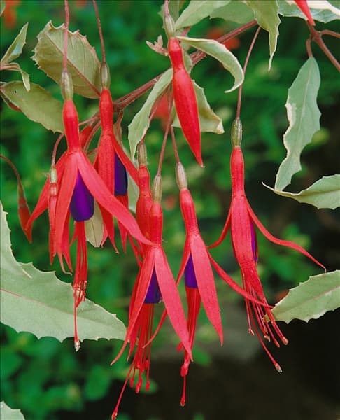 FUCHSIA MAGELLANICA VERSICOLOR