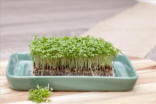 Lepidium sativum