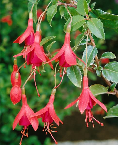 Fuchsia magellanica Tom Thumb