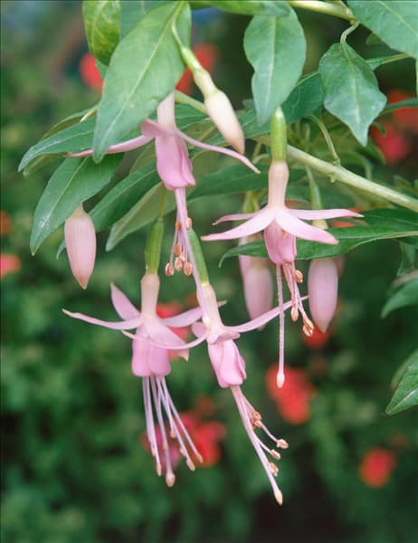 FUCHSIA MAGELLANICA ALBA