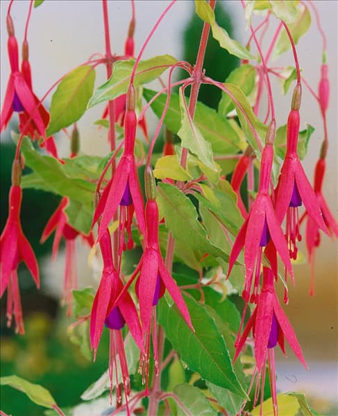 FUCHSIA MAGELLANICA AUREA