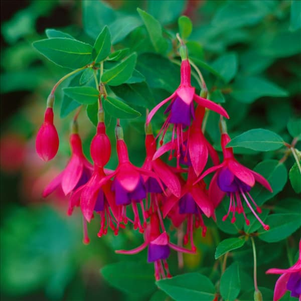 Fuchsia magellanica Tom Thumb