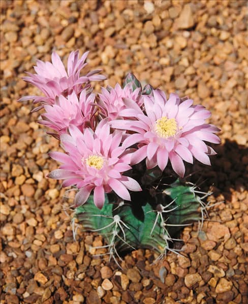 Gymnocalycium mihanovichii