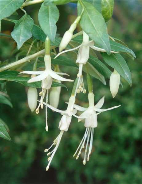 Fuchsia magellanica var. molinae