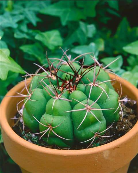 Gymnocalycium sp.