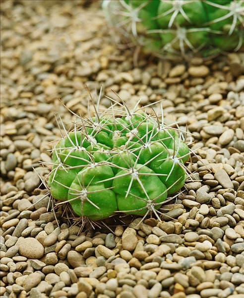 Gymnocalycium multiflorum