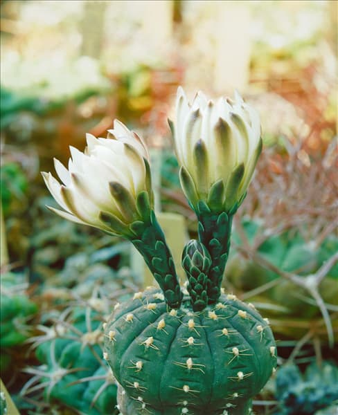 GYMNOCALYCIUM QUEHLIANUM
