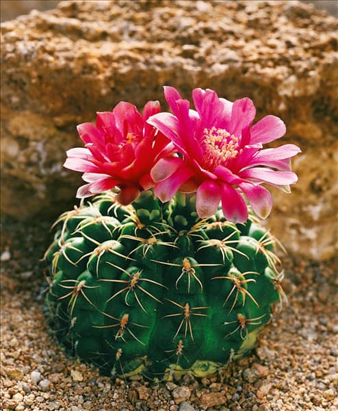 Gymnocalycium baldianum