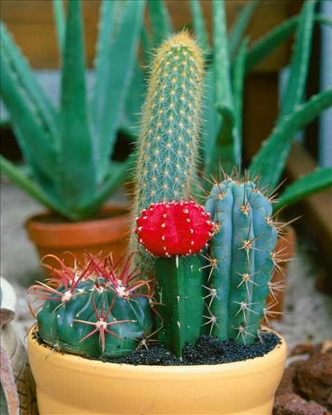 Gymnocalycium sp.