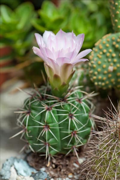 Gymnocalycium monvillei subsp. achirasense