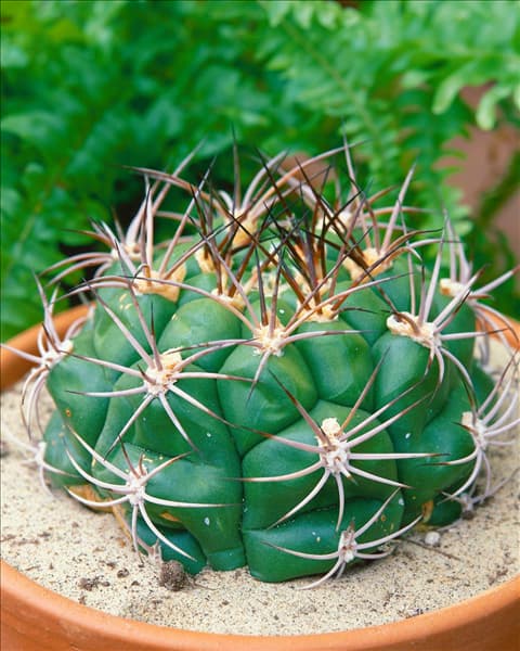 Gymnocalycium sp.