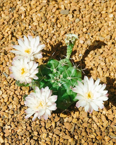 Gymnocalycium mihanorichii