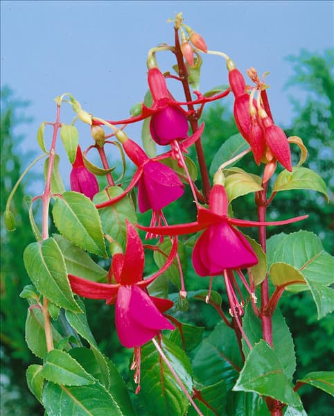 FUCHSIA MRS. POPPLE