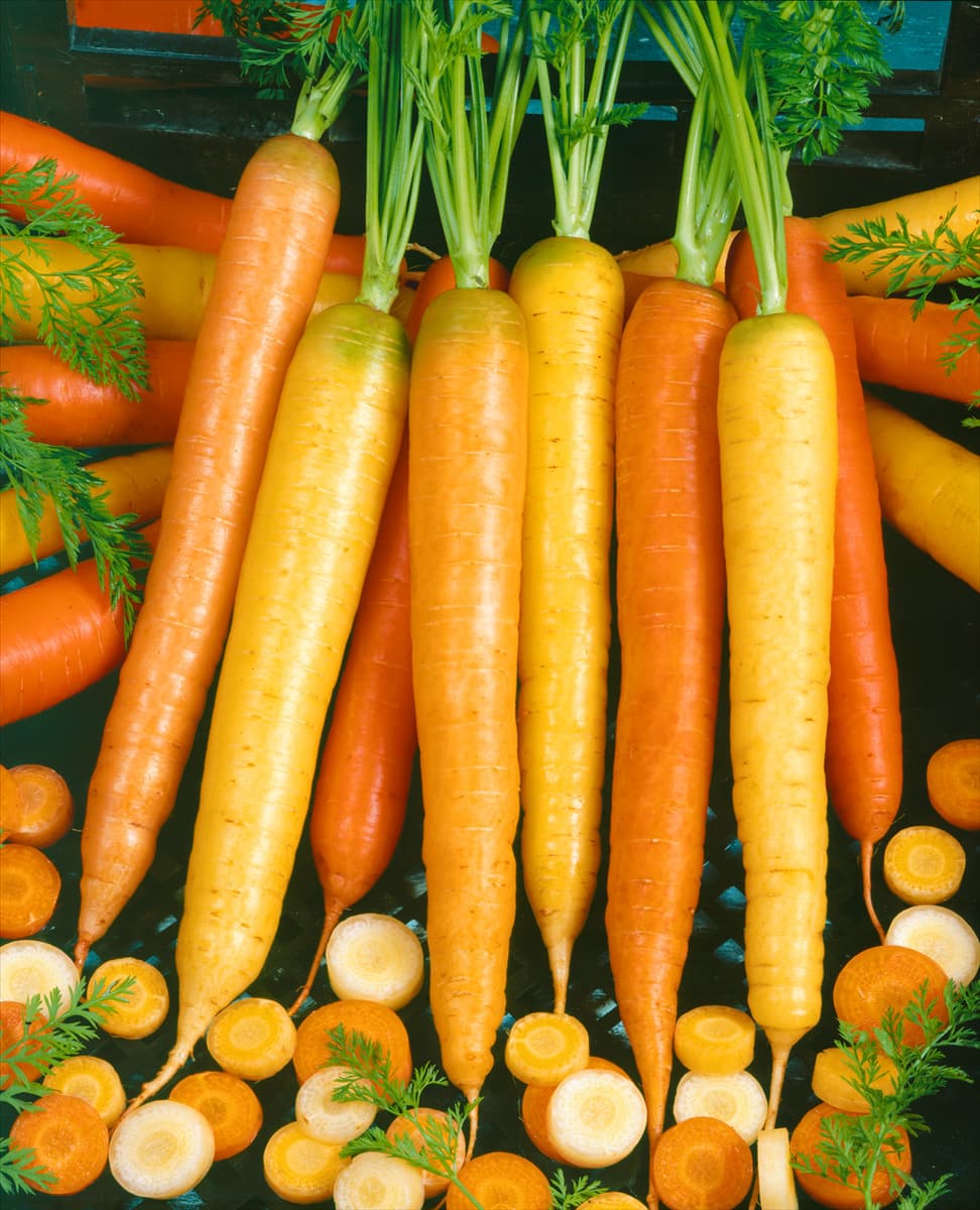 Daucus carota Rainbow
