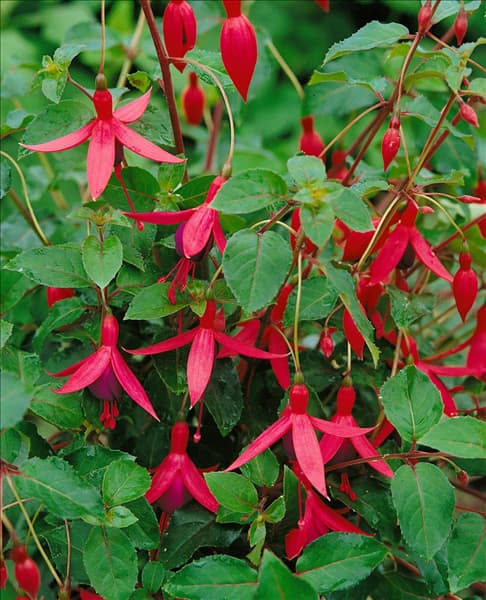 FUCHSIA MRS. POPPLE