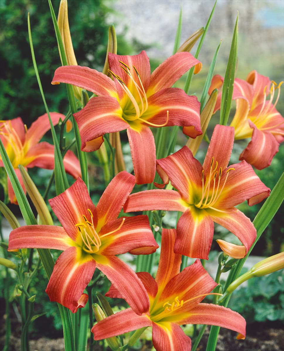 HEMEROCALLIS PINK CHARM