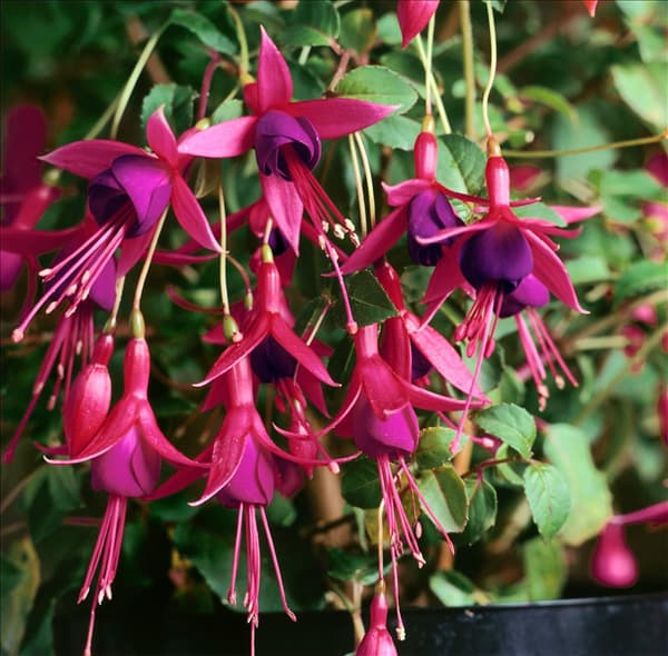 FUCHSIA MRS. POPPLE