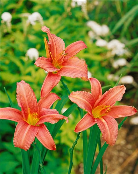 HEMEROCALLIS PINK CHARM