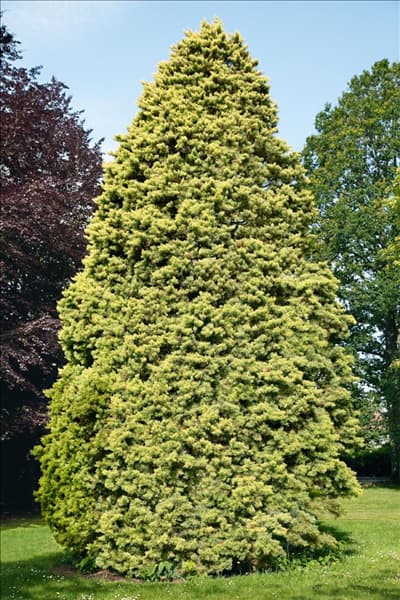 Cupressus arizonica 'Fastigiata Aurea'