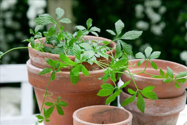 Gynostemma pentaphyllum
