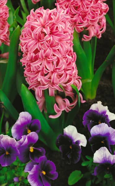 Hyacinthus orientalis Pink Pearl