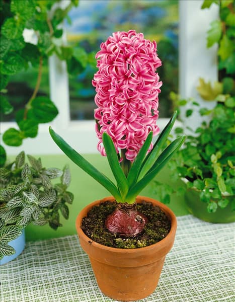 Hyacinthus orientalis Pink Pearl