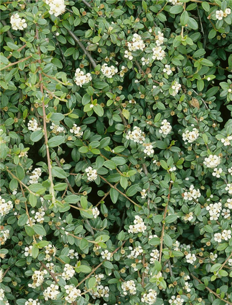 Cotoneaster procumbens Queen of Carpet
