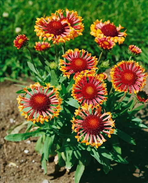 Gaillardia aristata