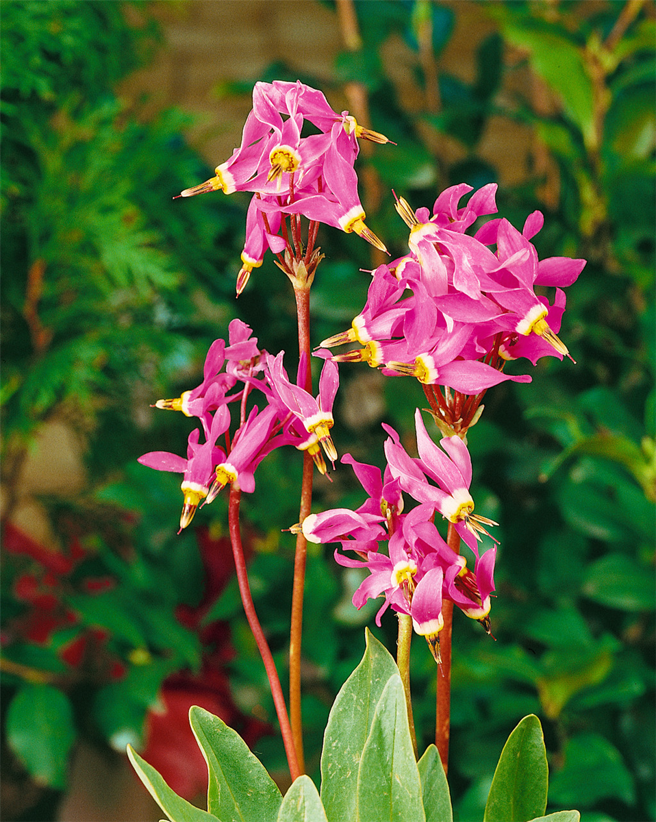 Dodecatheon meadia