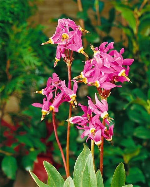 Dodecatheon meadia