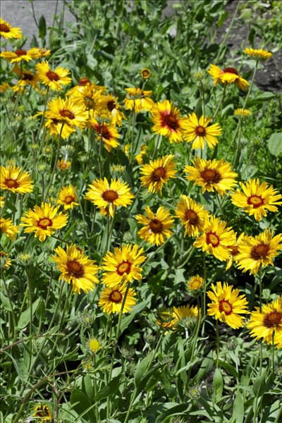 Gaillardia aristata Amber Wheels