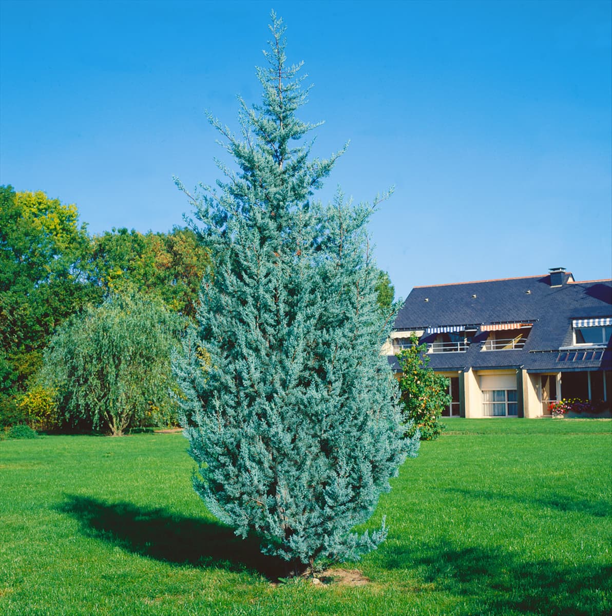Cupressus arizonica Fastigiata Glauca