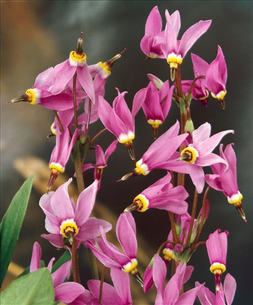 DODECATHEON MEADIA / DETAIL