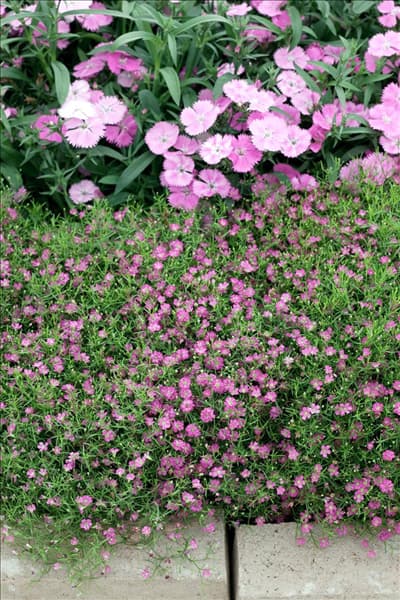 Gypsophila muralis Gypsy Deep Rose