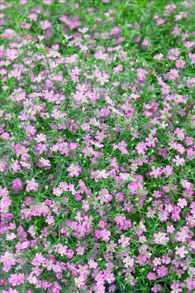 Gypsophila muralis Gypsy Deep Rose