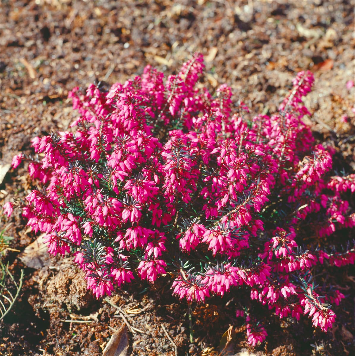 ERICA CARNEA VIVELLII