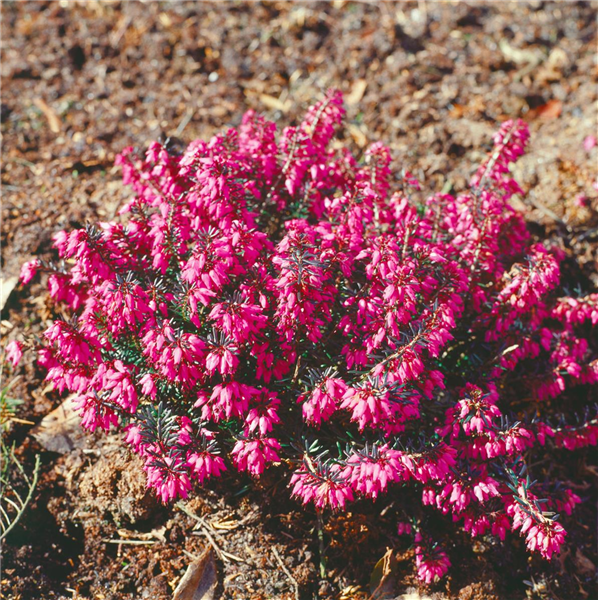 Erica carnea 'Wintersonne'