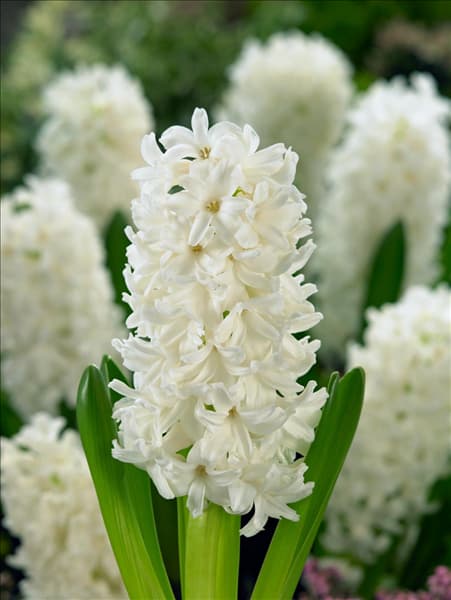 Hyacinthus Aiolos