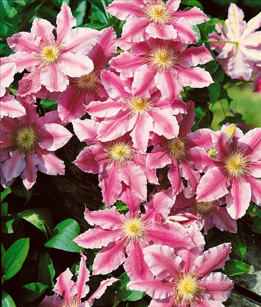 CLEMATIS DR. RUPPEL