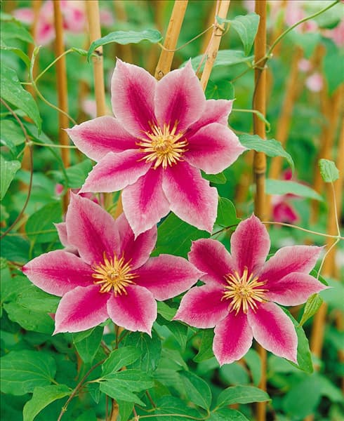 CLEMATIS DR. RUPPEL