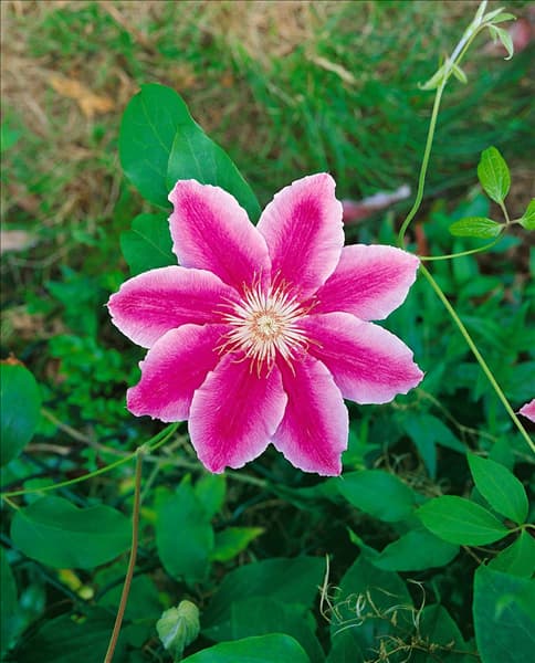 CLEMATIS DR. RUPPEL