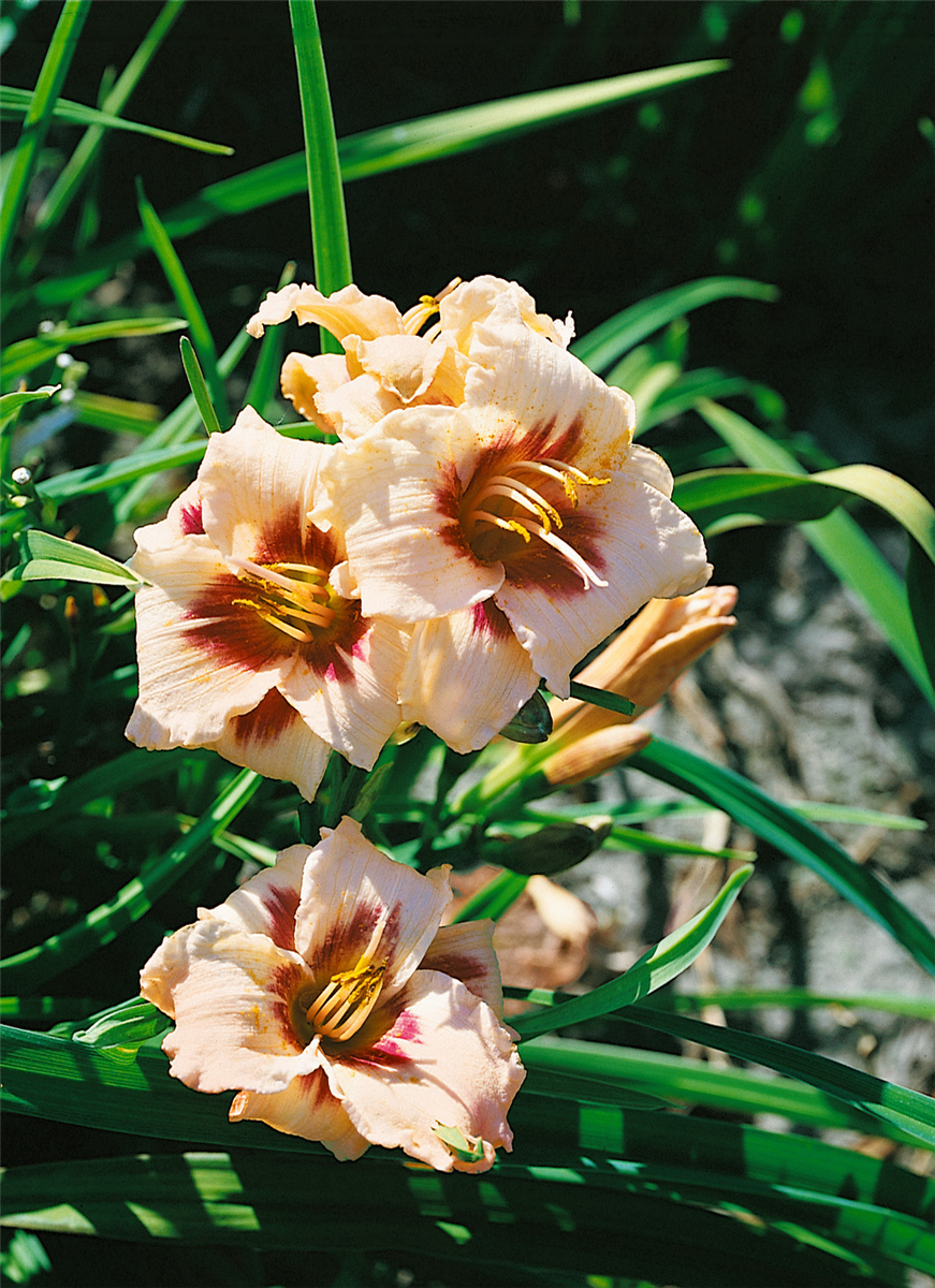 HEMEROCALLIS SNOWY EYES