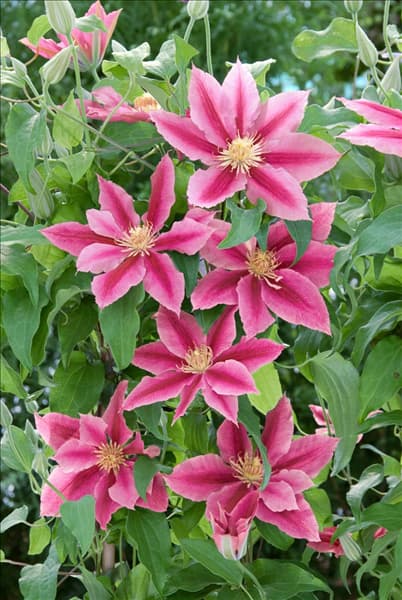 Clematis Dr. Ruppel