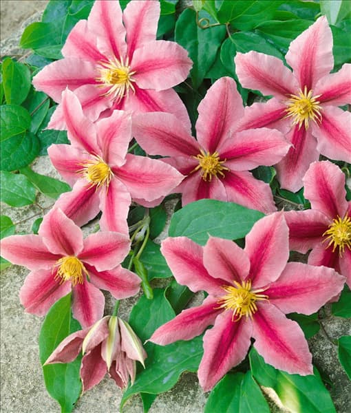CLEMATIS DR. RUPPEL