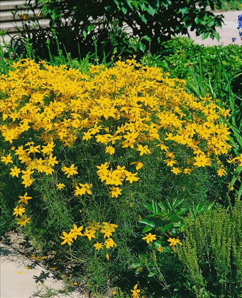 Coreopsis verticillata Grandiflora